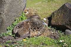 Common Eider